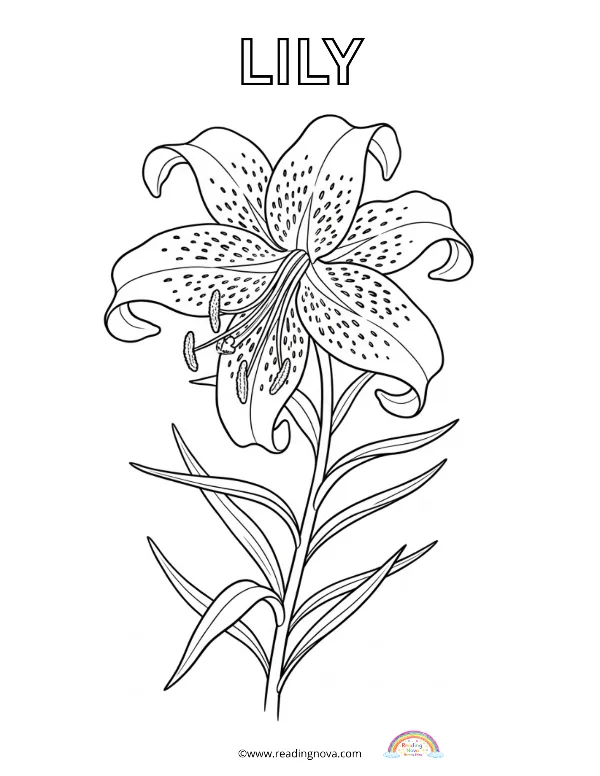 Free colouring page: Lily