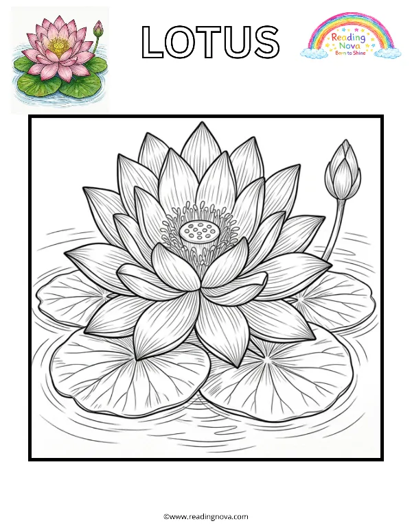 Free colouring page: Lotus