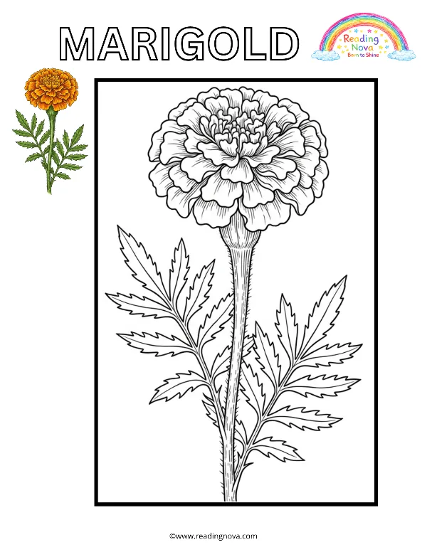 Free colouring page: Marigold