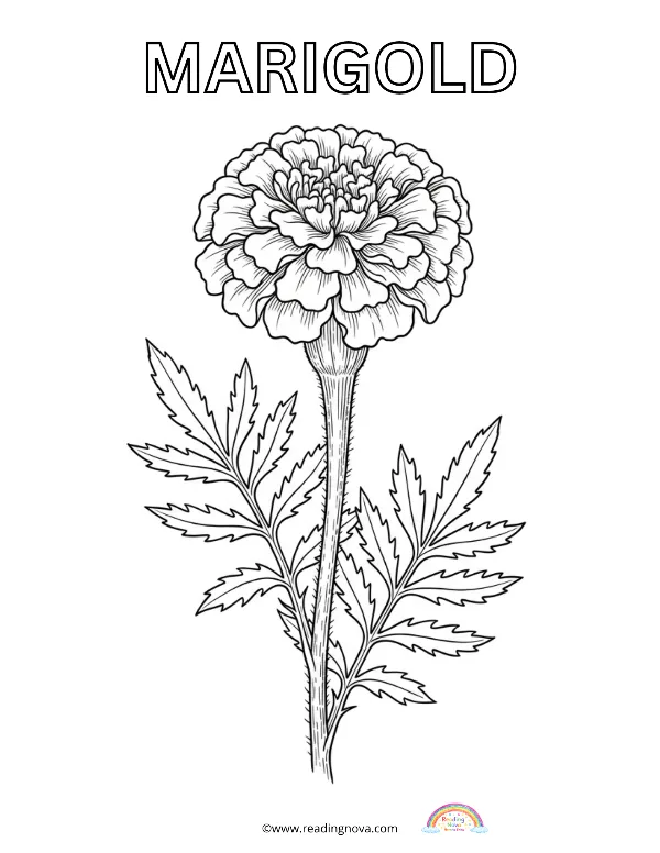 Free colouring page: Marigold