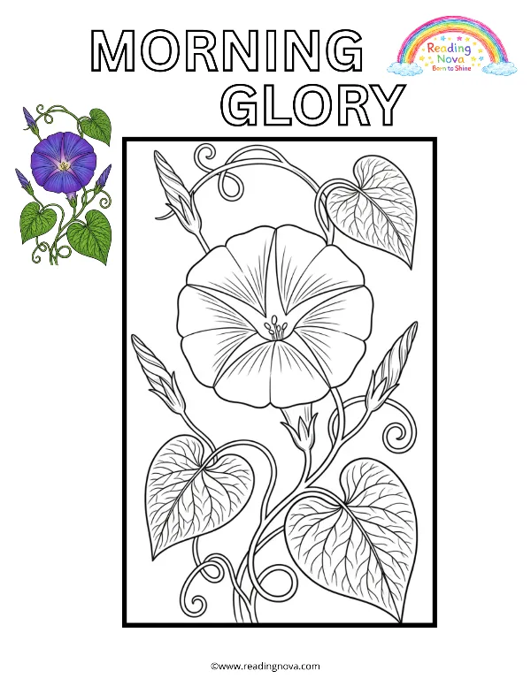 Free colouring page: Morning Glory