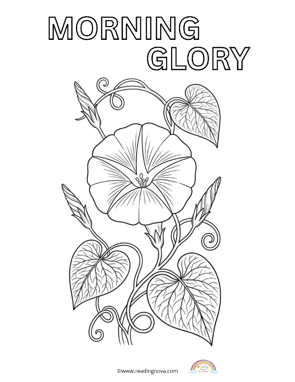 Free colouring page: Morning Glory