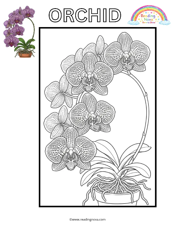 Free colouring page: Orchid