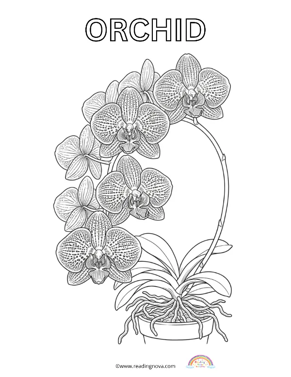 Free colouring page: Orchid