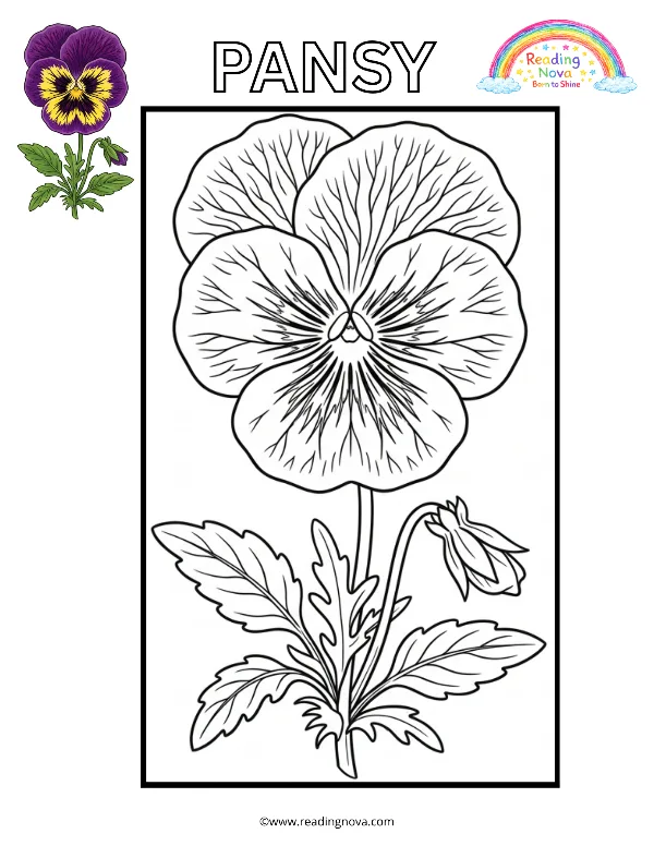 Free colouring page: Pansy