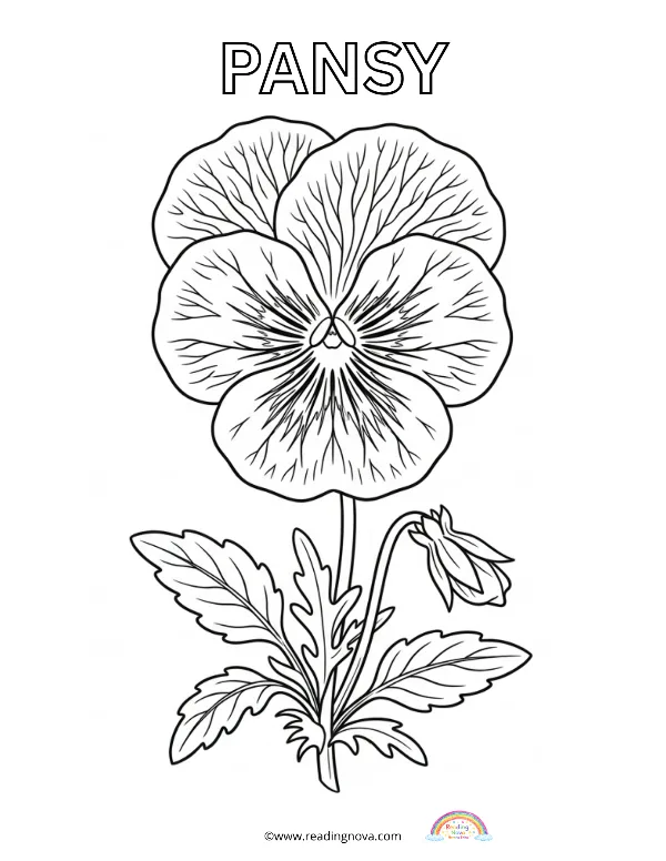 Free colouring page: Pansy