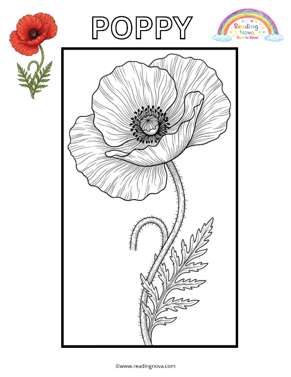 Free colouring page: Poppy