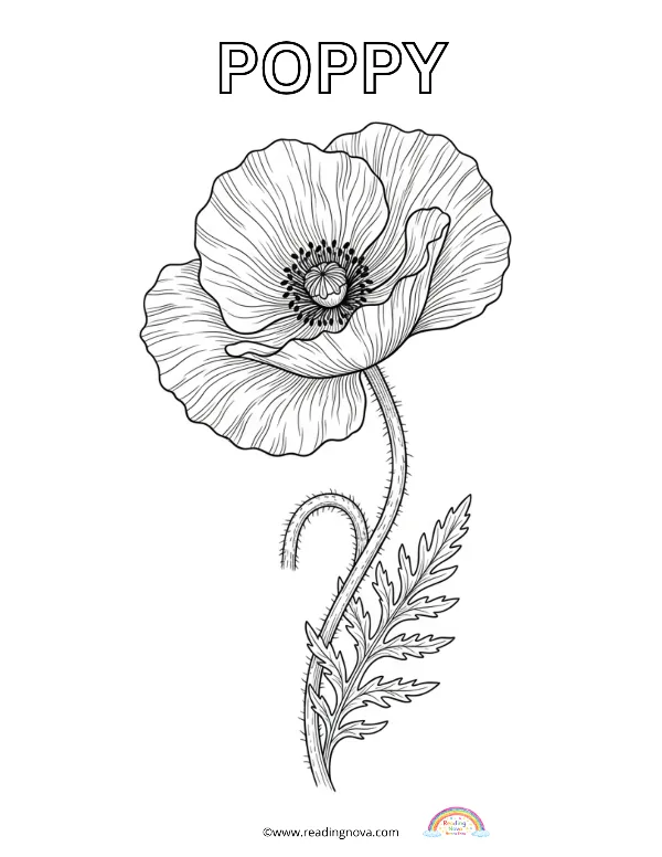 Free colouring page: Poppy