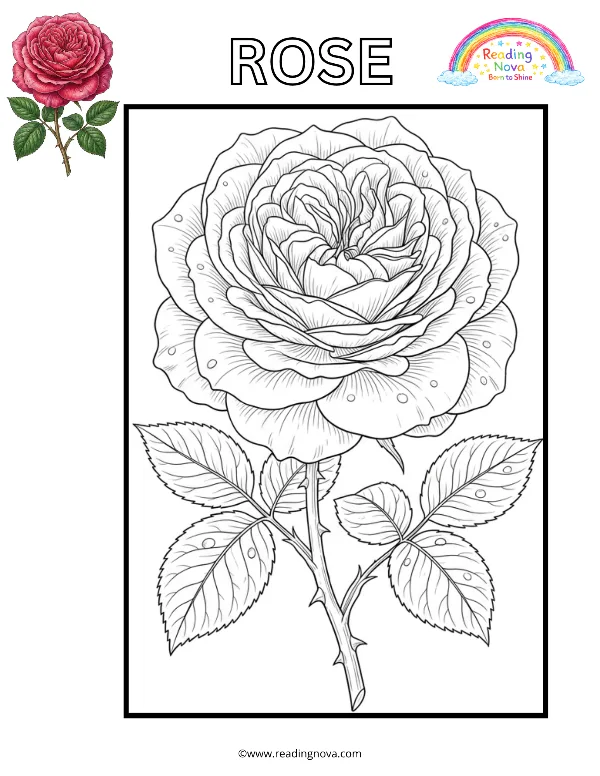 Free colouring page: Rose