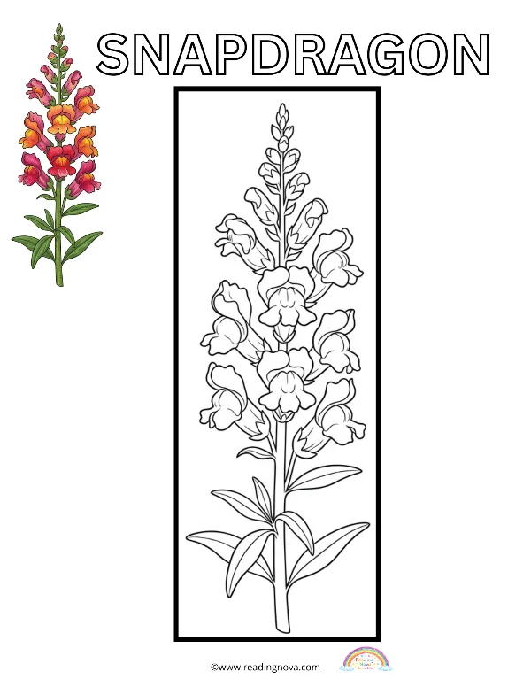 Free colouring page: Snapdragon