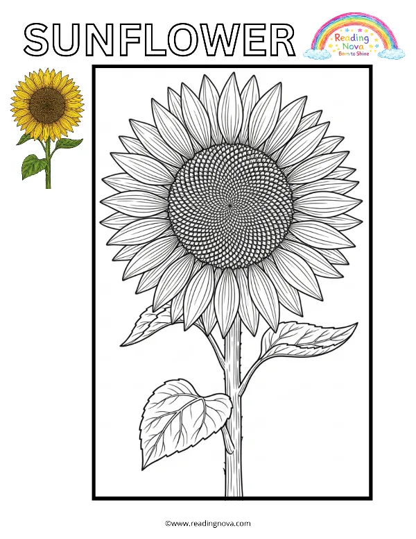 Free colouring page: Sunflower