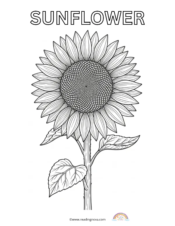 Free colouring page: Sunflower
