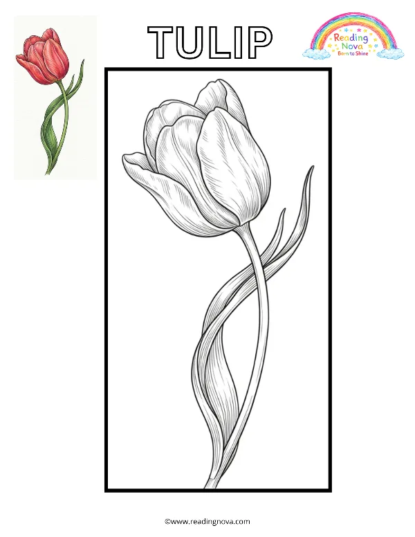 Free colouring page: Tulip