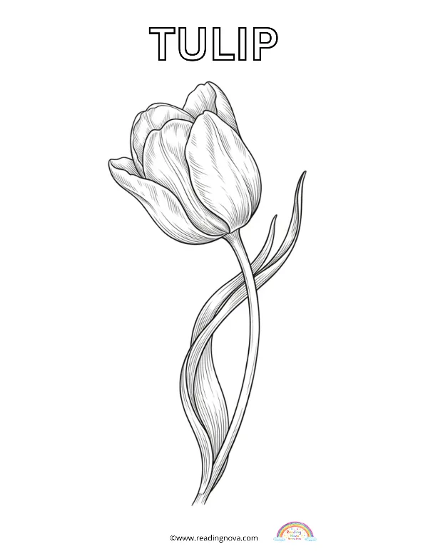 Free colouring page: Tulip
