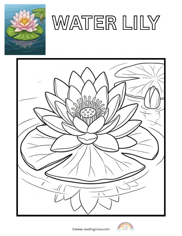 Free colouring page: Water Lily
