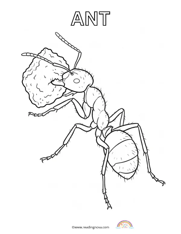 Free colouring page: Ant