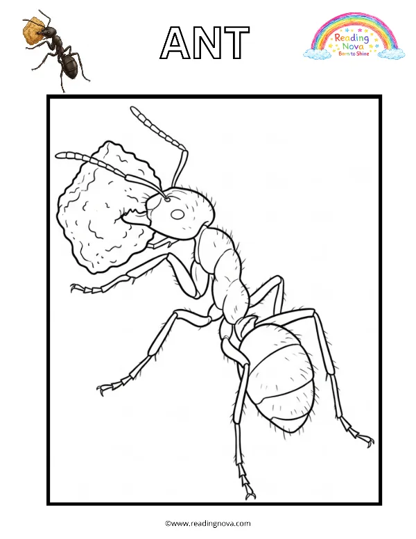 Free colouring page: Ant