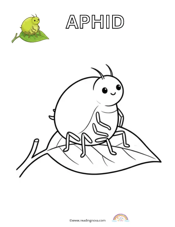 Free colouring page: Aphid