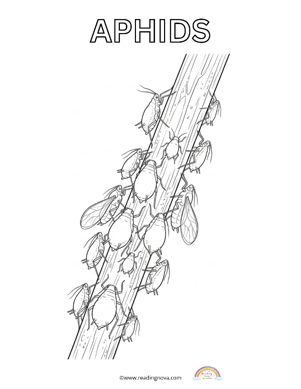 Free colouring page: Aphids