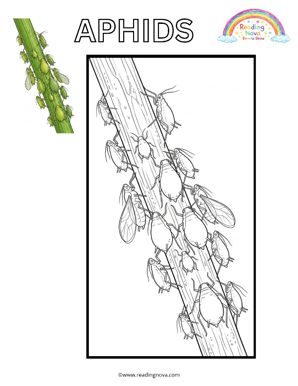 Free colouring page: Aphids