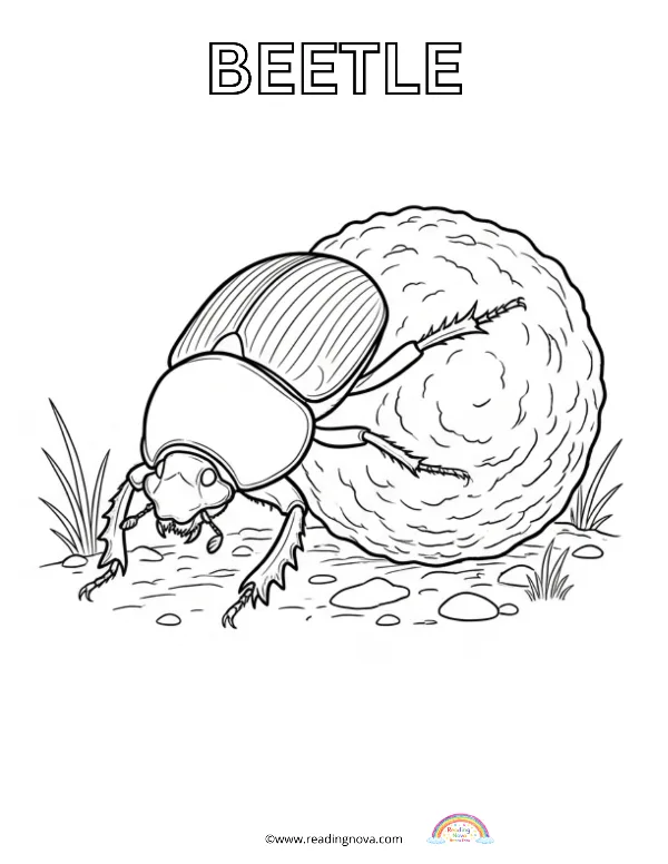 Free colouring page: Beetle