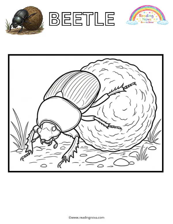 Free colouring page: Beetle