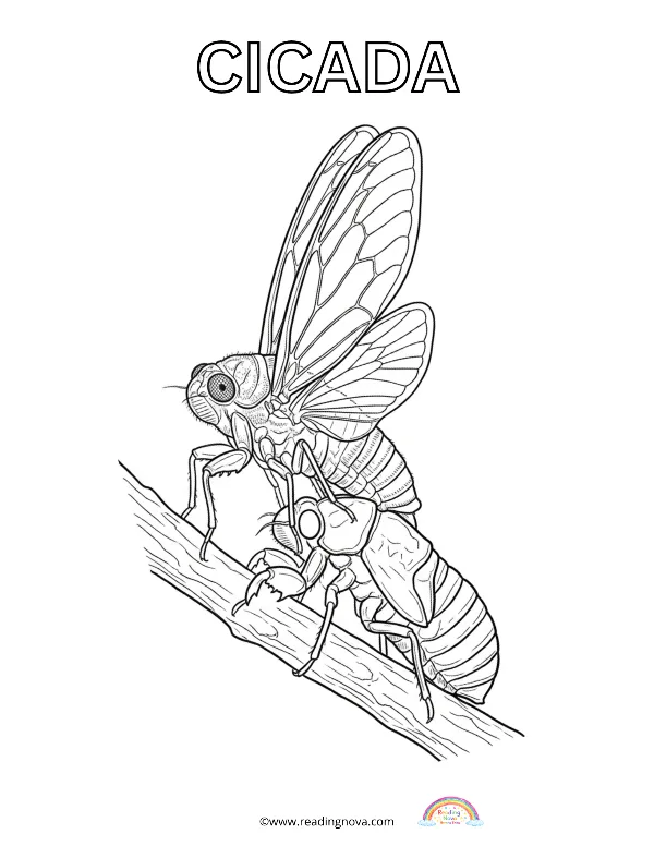 Free colouring page: Cicada