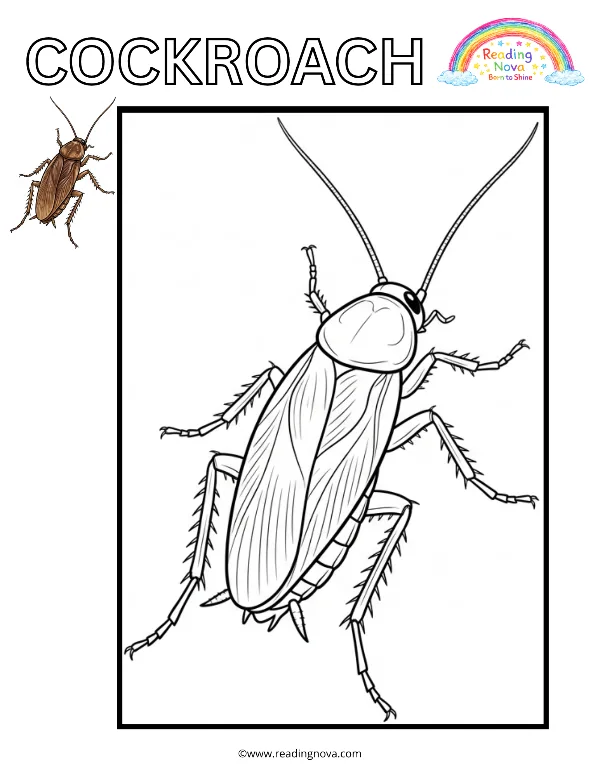 Free colouring page: Cockroach