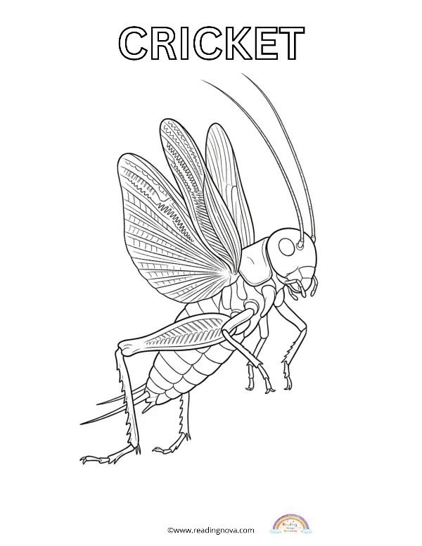 Free colouring page: Cricket
