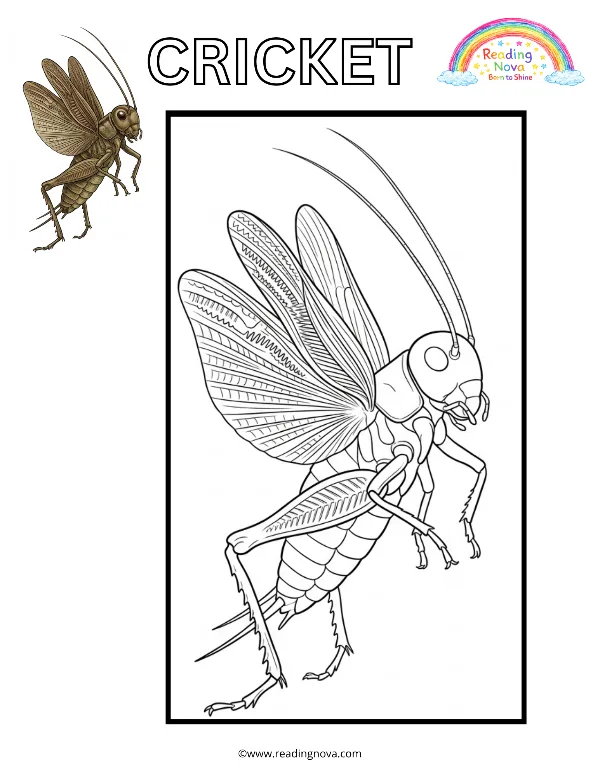 Free colouring page: Cricket