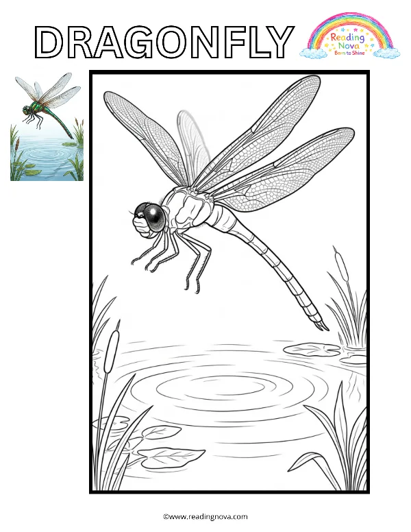 Free colouring page: Dragonfly