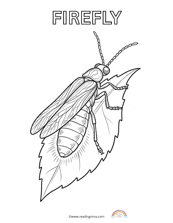 Free colouring page: Firefly