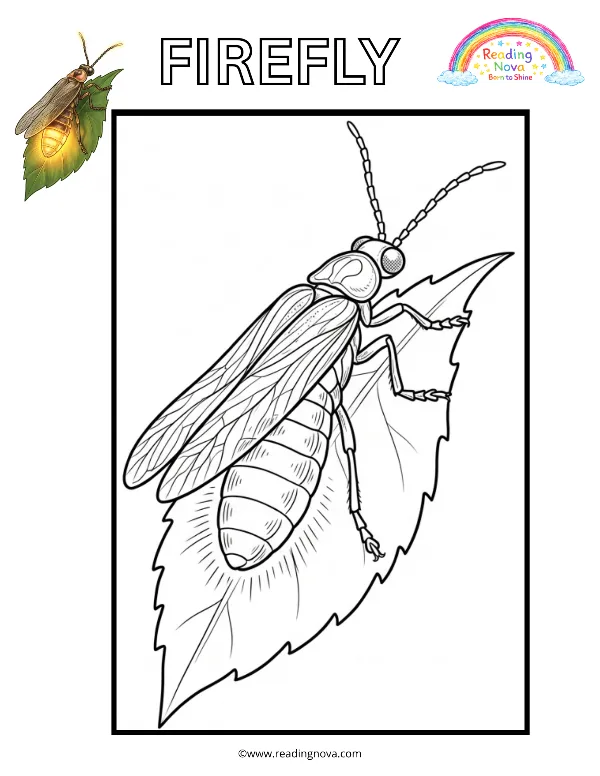 Free colouring page: Firefly