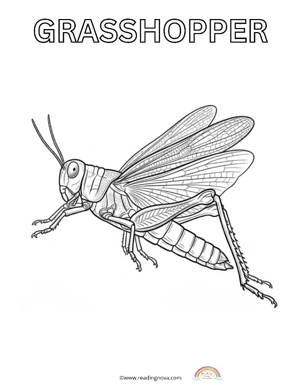 Free colouring page: Grasshopper
