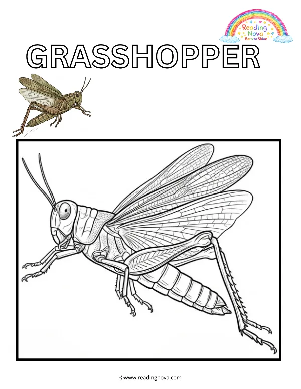 Free colouring page: Grasshopper