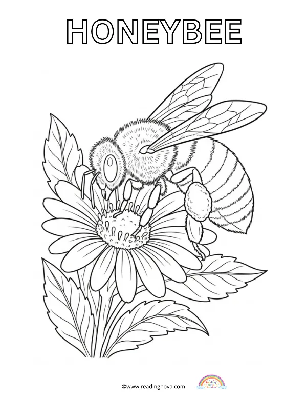 Free colouring page: Honeybee