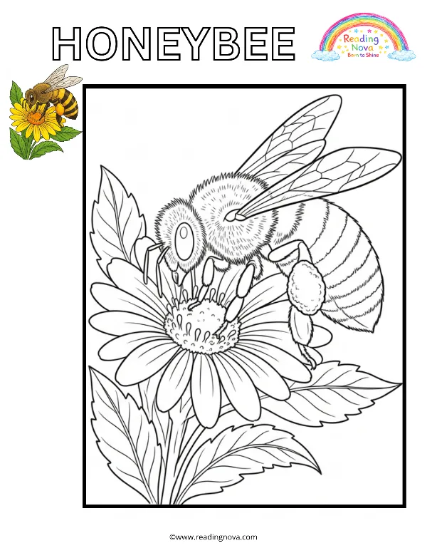Free colouring page: Honeybee