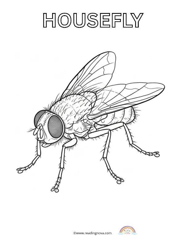 Free colouring page: Housefly
