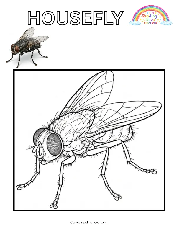 Free colouring page: Housefly