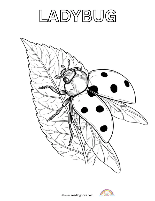 Free colouring page: Ladybug