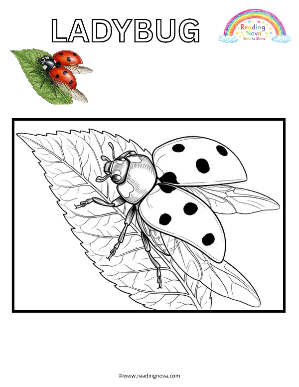 Free colouring page: Ladybug