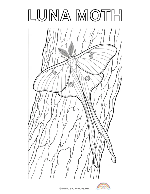 Free colouring page: Luna Moth