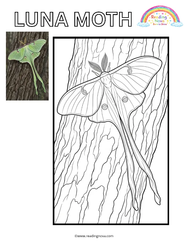 Free colouring page: Luna Moth