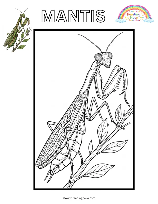 Free colouring page: Mantis