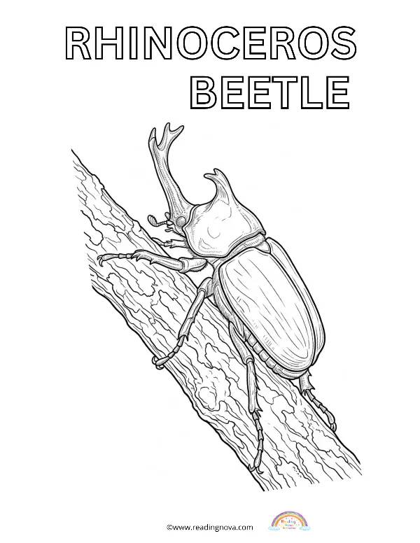 Free colouring page: Rhinoceros Beetle