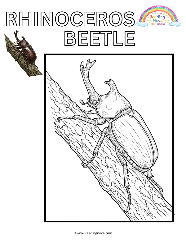Free colouring page: Rhinoceros Beetle