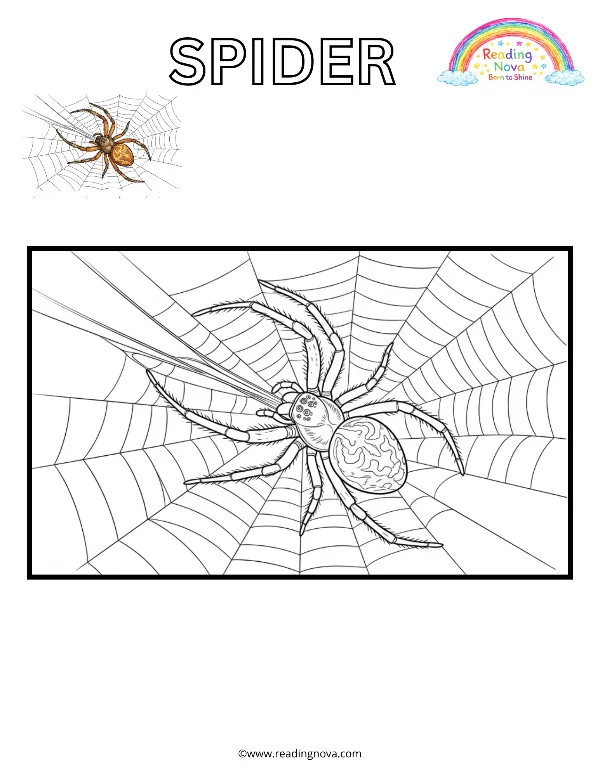 Free colouring page: Spider