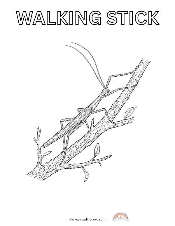 Free colouring page: Walking Stick