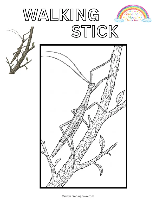 Free colouring page: Walking Stick