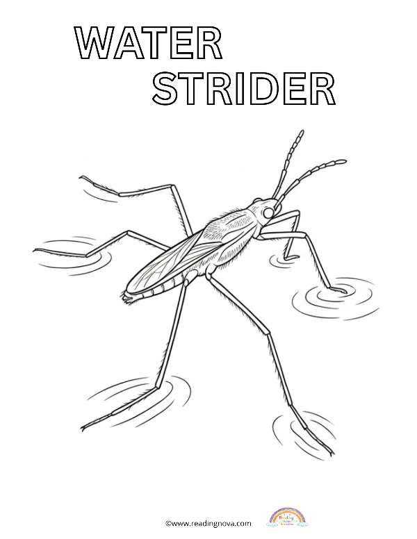 Free colouring page: Water Strider